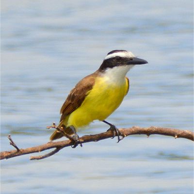 Great Kiskadee (2)